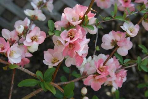 CHAENOMELES SP. TOKYO NISHIKI