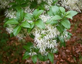 CHIONANTHUS VIRGINICUS