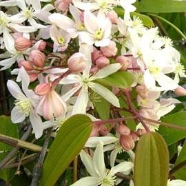 CLEMATIS ARM. APPLE BLOSSOM