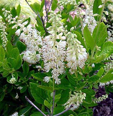 CLETHRA ALNIFOLIA