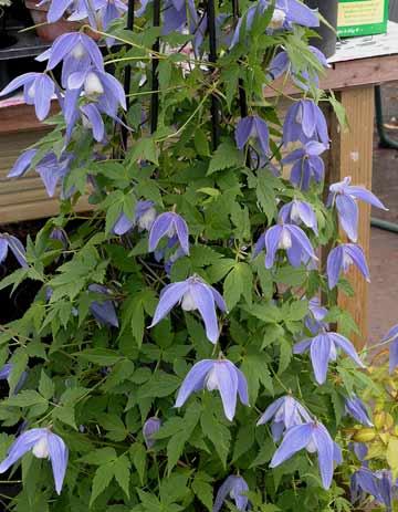 CLEMATIS ALPINA