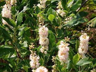 CLETHRA ALNI. PINK SPIRE