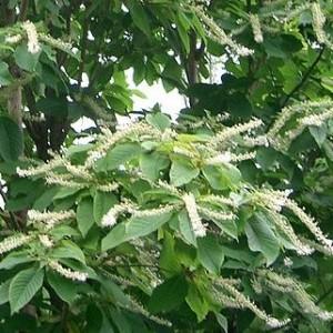 CLETHRA BARB. GREAT STAR