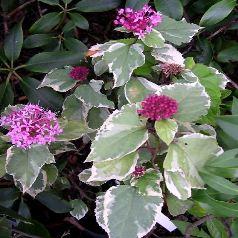 CLERODENDRUM  B. PINK DIAMOND