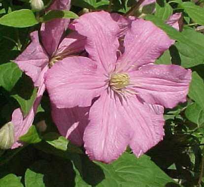 CLEMATIS COMTESSE DE BOUCHAUD