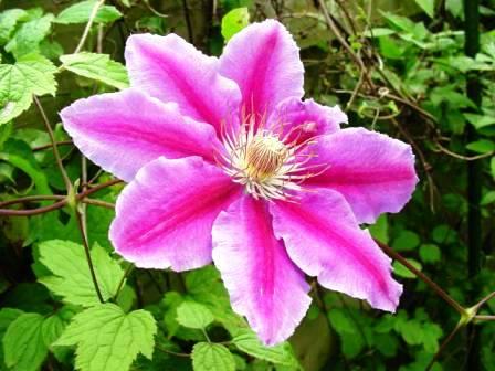 CLEMATIS DOCTEUR RUPPEL