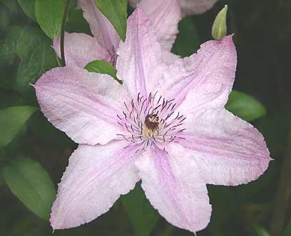 CLEMATIS HAGLEY HYBRID