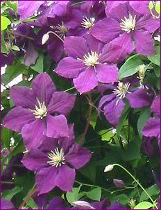 CLEMATIS JACKMANII