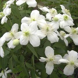 CLEMATIS MONT. GRANDIFLORA