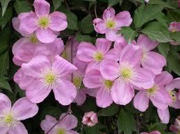 CLEMATIS MONTANA RUBENS