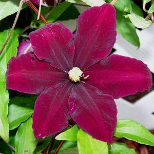 CLEMATIS NIOBE