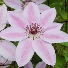 CLEMATIS NELLY MOSER