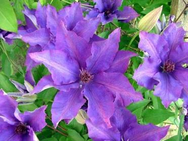 CLEMATIS THE PRESIDENT