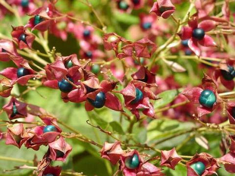 CLERODENDRUM TRICHOTOMUM