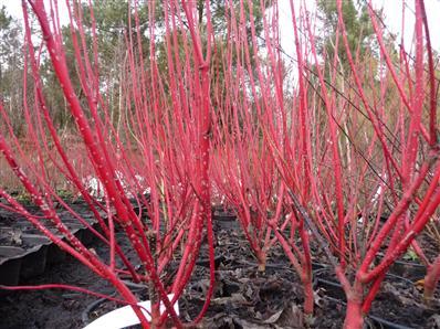 CORNUS A. BATON ROUGE®