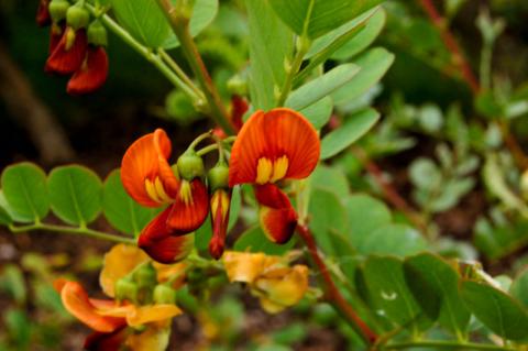 COLUTEA ARB. COPPER BEAUTY