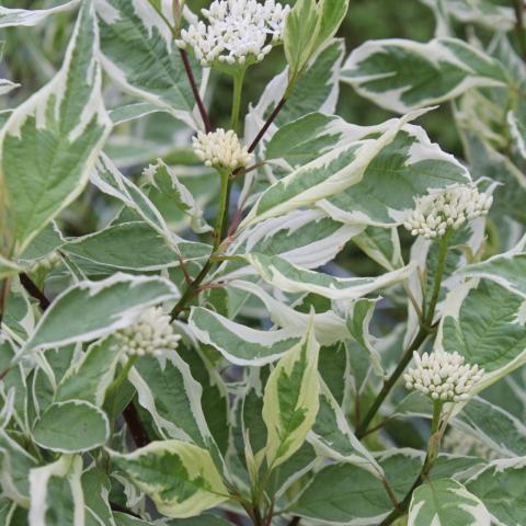 CORNUS A. ELEGANTISSIMA