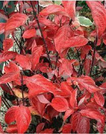 CORNUS A. KESSELRINGII