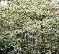 CORNUS ALTERNIFOLIA