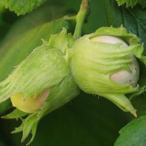 CORYLUS A.MERVEILLE DE BOLLWILLER