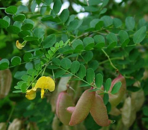 COLUTEA ARBORESCENS