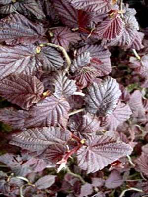 CORYLUS A.RED MAJESTIC