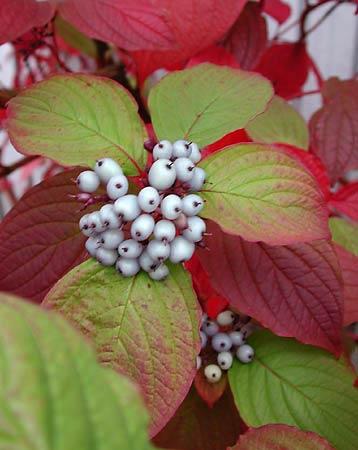 CORNUS ALBA SIBIRICA