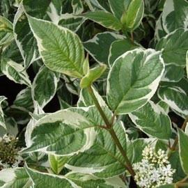 CORNUS A. SIBERICA VARIEGATA