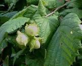 CORYLUS AVELLANA