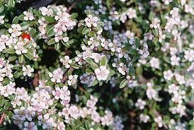 COTONEASTER CORAL BEAUTY