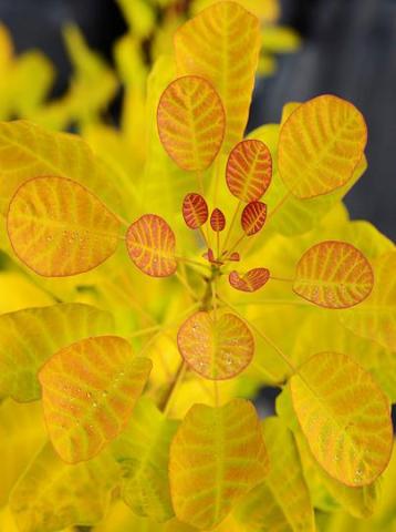 COTINUS COG. GOLDEN LADY ®