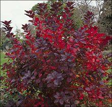 COTINUS COG. GRACE