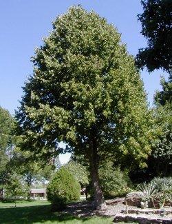 CORYLUS COLURNA