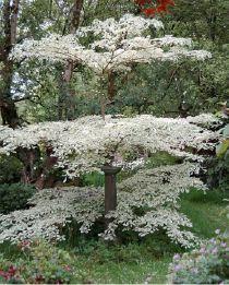 CORNUS CONT. VARIEGATA