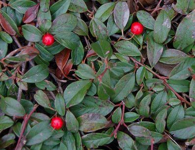 COTONEASTER DAM. MAJOR