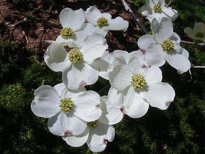 CORNUS FLORIDA