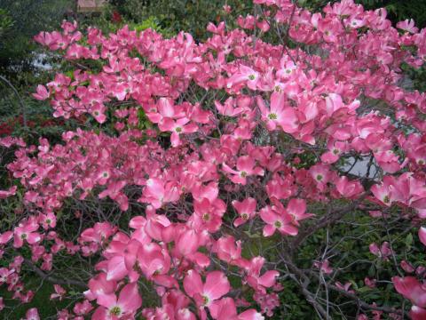 CORNUS FLORIDA RUBRA