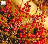 COTONEASTER HORIZONTALIS