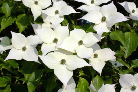 CORNUS KOUSA CHINENSIS