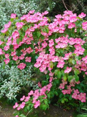 CORNUS KOUSA SATOMI