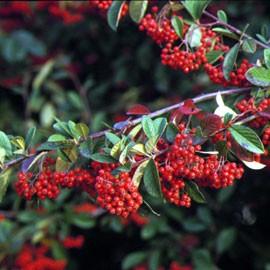 COTONEASTER LACTEUS