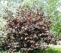 CORYLUS MAXIMA PURPUREA