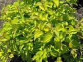 CORNUS NEON BURST