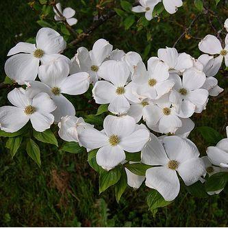 CORNUS N. EDDIE'S WHITE WONDER