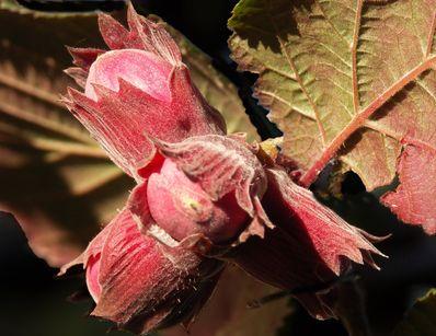 CORYLUS ROUGE DE ZELLER