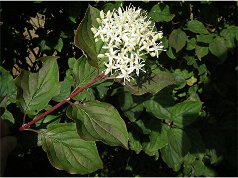 CORNUS SANGUINEA