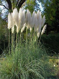 CORTADERIA SELLOANA