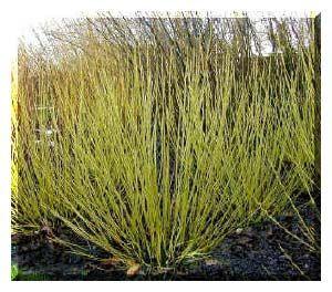 CORNUS STOL. FLAVIRAMEA