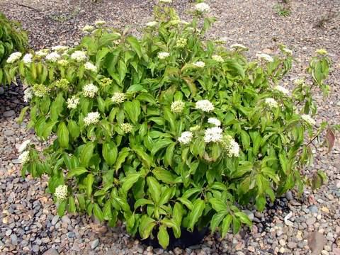 CORNUS ST. KELSEY'S DWARF