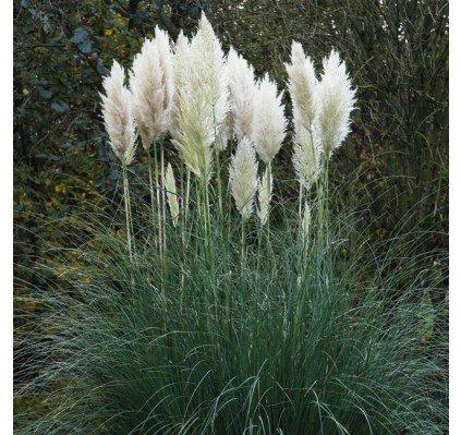 CORTADERIA SELL. PUMILA